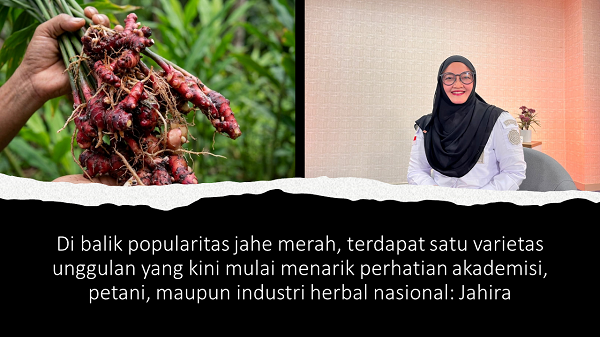 Di_balik_popularitas_jahe_merah,_terdapat_satu.png