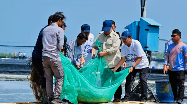 Presiden Prabowo Panen Raya Udang di BUBK Kebumen, prabowo_panen_udang.png
